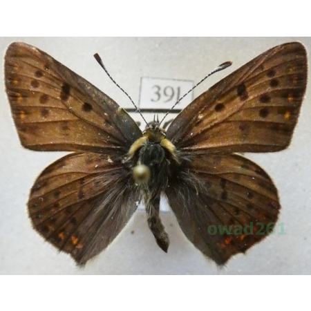 Lycaena tityrus (Poda, 1761) male Czerwończyk uroczek Czech39l